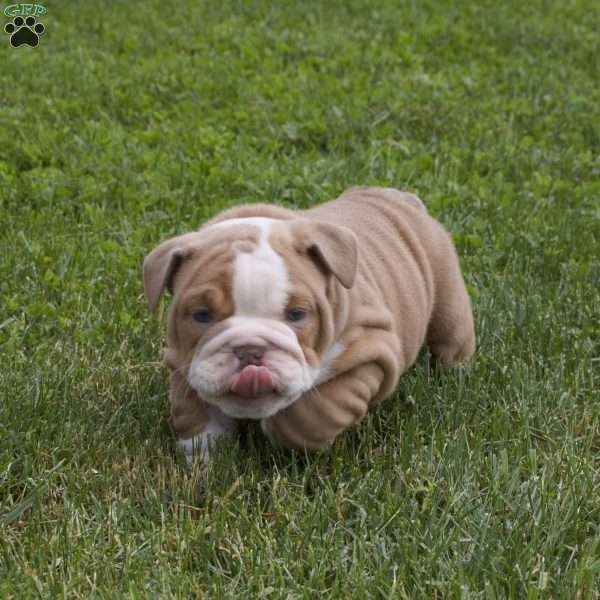 Lily, English Bulldog Puppy